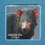 Acrylic Magnet Tasmanian Devil